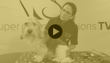 The PBGV - Learn the Breed