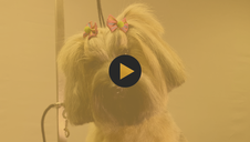 The Tibetan Terrier - Pet Trim