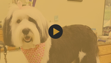 The Tibetan Terrier - Pet Trim