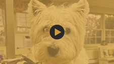 The Westie - A Transformation