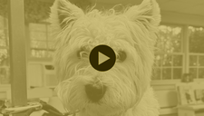 The Westie - A Transformation