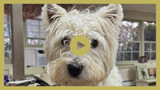 The Westie - A Transformation