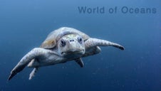 World of Oceans