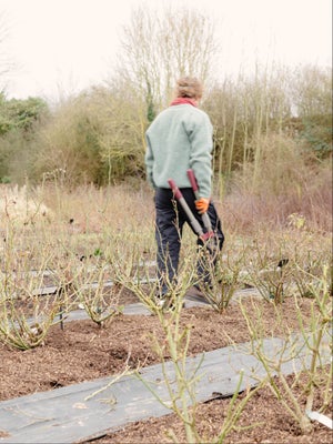 seed sowing