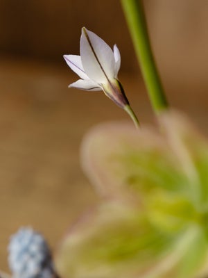 Form