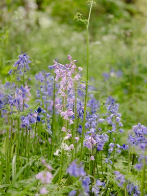 bluebells