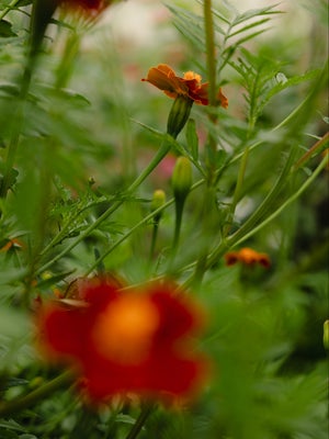 marigolds