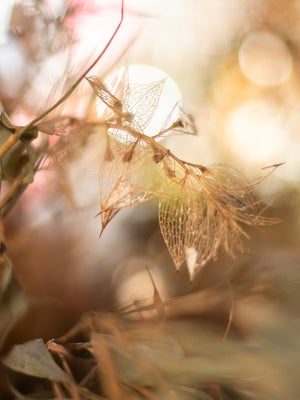 Indoor Christmas wreath