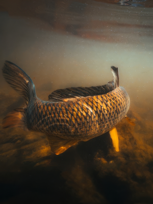 Jeff Currier Fly Fishing For Carp Course Fish Camp