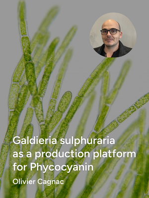 Galdieria sulphuraria as a production platform for Phycocyanin