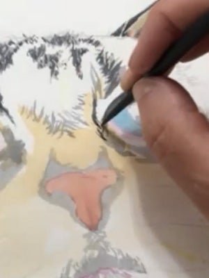 Enhancing contrast and texture with coloured pencil