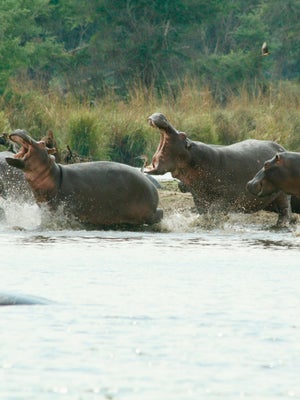 Safari Insider Hippopotamus