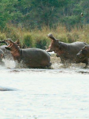 Safari Hippopotamus 