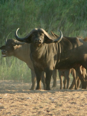 Safari Cape Buffalo 