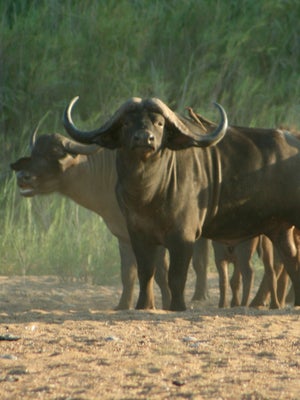 Safari Cape Buffalo 