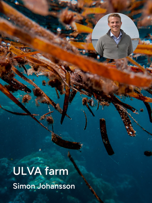 ULVA farm