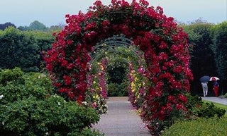 price option <div class="editor-content"><p><span style="font-size: 1.5rem">YEARLY</span></p></div>