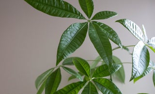 price option <div class="editor-content"><p>Annual Member</p></div>