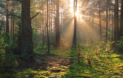 <div class="editor-content"><p>The Joy of Being</p></div>