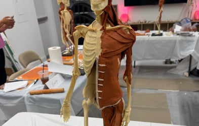 <div class="editor-content"><p>Anatomy And Biomechanics So You Understand The <em>WHY</em> Behind Every Movement&nbsp;</p></div>