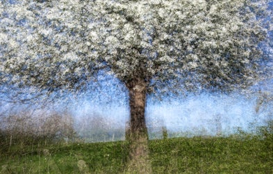 <div class="editor-content"><p>Tree multiple exposure</p></div>