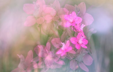 <div class="editor-content"><p>Flower multiple exposure</p></div>