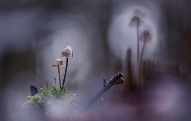 <div class="editor-content"><p>Mushroom dreams</p></div>