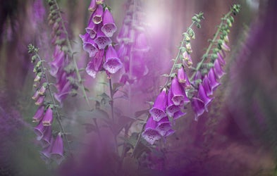 <div class="editor-content"><p>Creative Flower Photography</p></div>