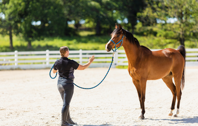 <div class="editor-content"><p>Natural Horsemanship</p></div>