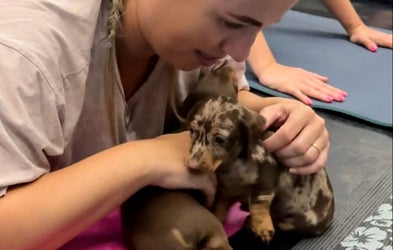 <div class="editor-content"><p>The Dachshund Diaries</p></div>