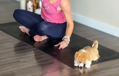 <div class="editor-content"><p>The Corgi Club</p></div>