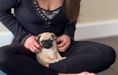 <div class="editor-content"><p>Pug and Play</p></div>