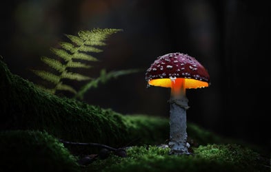 <div class="editor-content"><p>Mushroom might painting</p></div>
