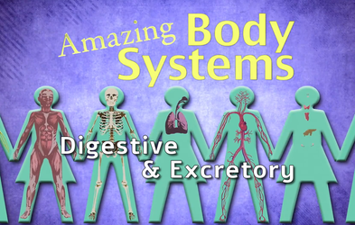 <div class="editor-content"><p>The Digestive and Excretory Systems: Amazing Body Series</p></div>