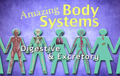 <div class="editor-content"><p>The Digestive and Excretory Systems: Amazing Body Series </p></div>