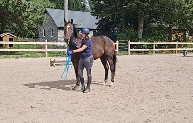 <div class="editor-content"><p>Classy Series - OTTB</p></div>