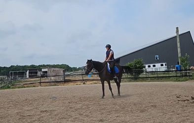 <div class="editor-content"><p>Fairy Series - OTTB</p></div>