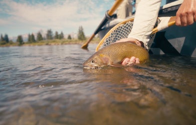 <div class="editor-content"><p><strong>Introduction</strong></p></div>