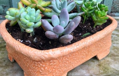 <div class="editor-content"><p>Succulent Planter</p></div>