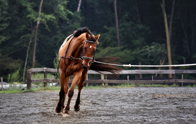 <div class="editor-content"><p>Sticky Training Issues</p></div>