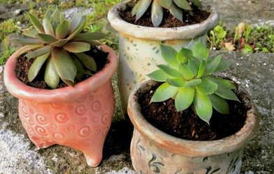 <div class="editor-content"><p>Tripod Planter</p></div>