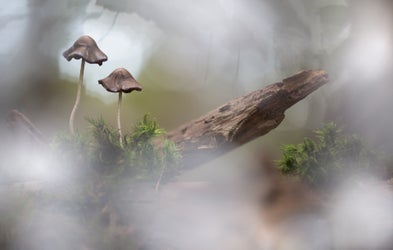 <div class="editor-content"><p>Mushroom Dreams</p></div>