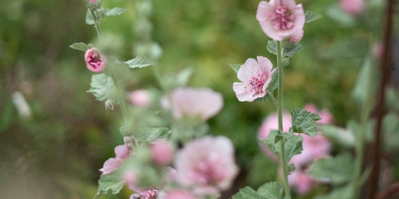 Available in application stores for mobile