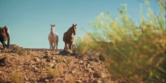 Available in application stores for mobile