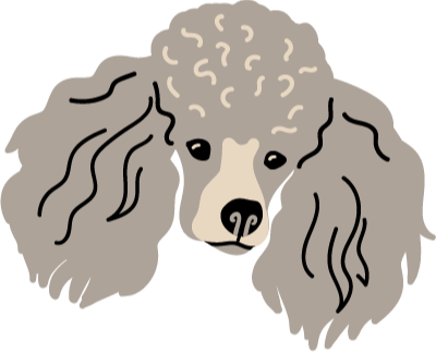 Creatively groomed poodle