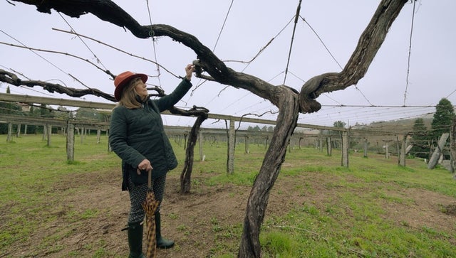 WineMasters: Rías Baixas, Spain