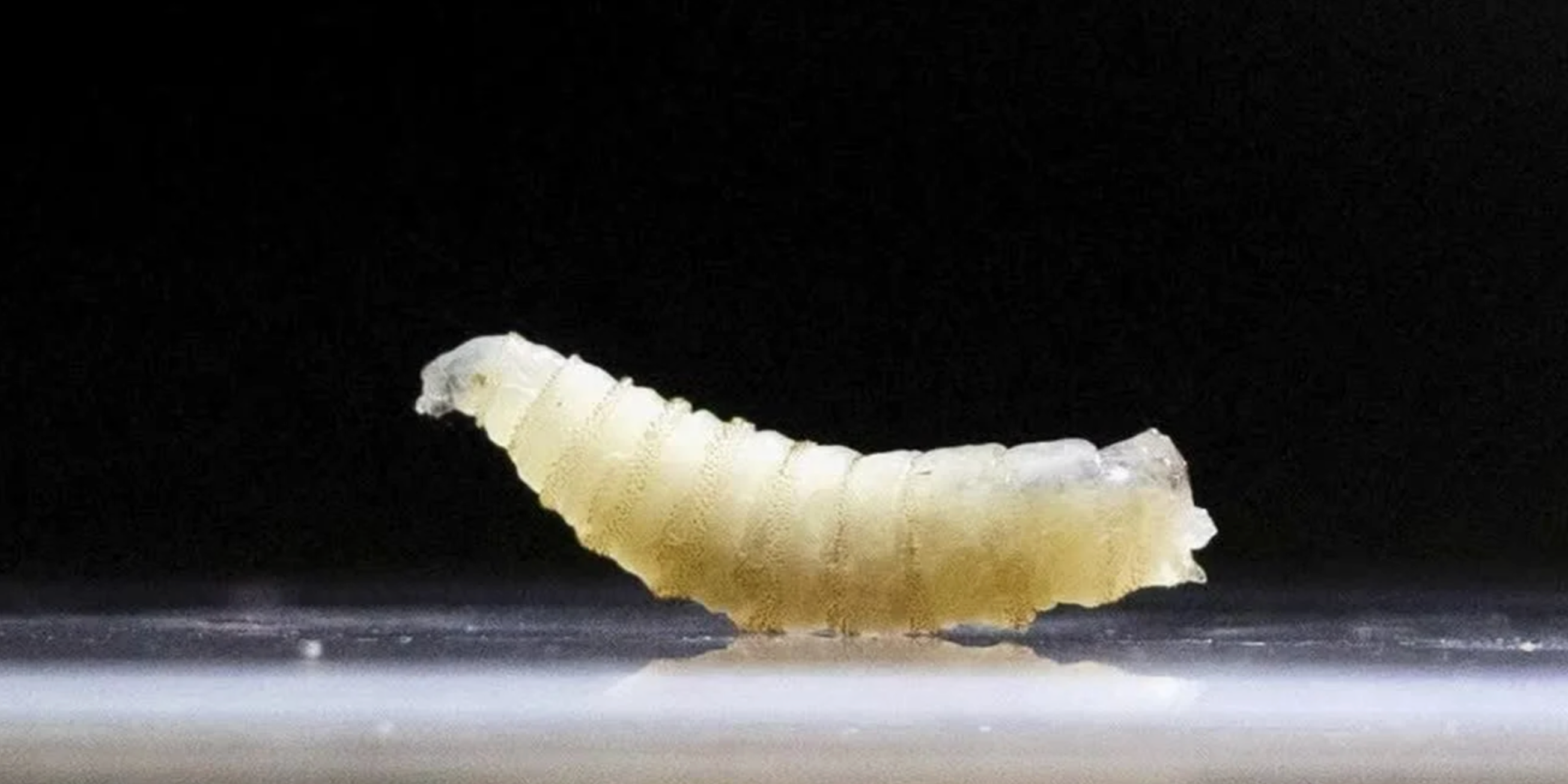 First U.S. Human Case of Flesh-Eating Screwworm (By Travel) Raises Questions Beyond Biosecurity