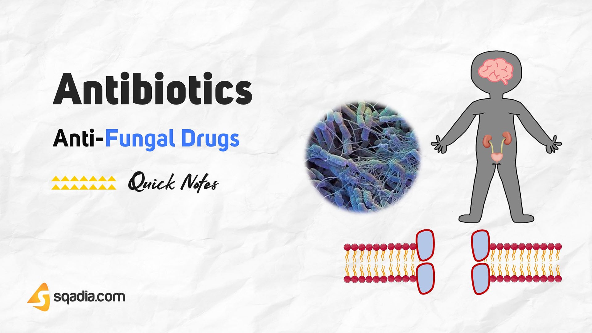 AntiFungal Drugs Antibiotics
