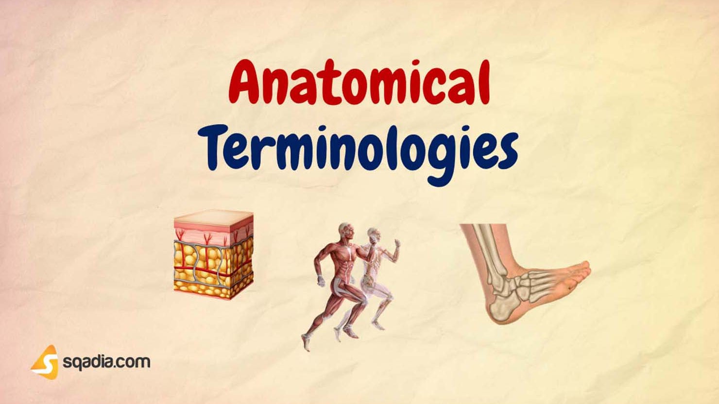 Anatomical Terminologies Animation