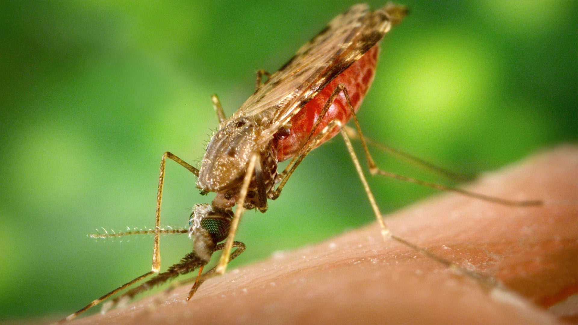 Signature Science Mosquitoes WORLD Watch